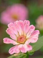 Vertical image of pale pink petals against a blurred background. photo