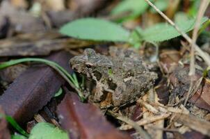 A closeup, profile view of a tiny frog sitting on the forest floor. photo