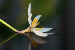 Horizontal image of a white rain lily bloom reflected on the pond. photo