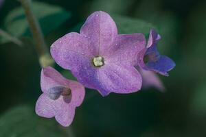 Closeup of Purple Cup-and-Saucer plant with a green background. photo