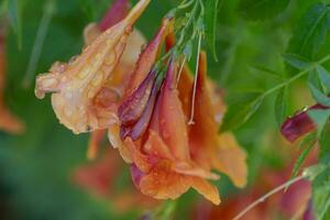 Vibrant blossoms covered in water droplets in a lush, subtropical garden. photo