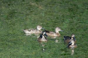Five birds in water covered in green. photo