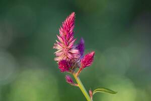 Multiple pink flowers on a stem of the Plumed cockscomb plant. photo