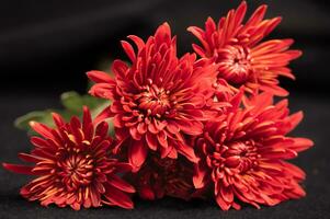 Red unfurling petals on a dark background. photo