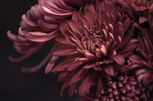 desaturado imagen productor color de malva flores foto