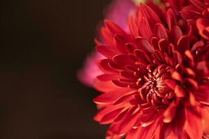 Vibrant red petals of a dahlia with copy space. photo