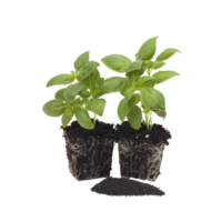 albahaca plántulas a planta png