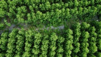 Aerial view of eucalyptus plantation in Thailand. Top view of cultivation areas or agricultural land in outdoor nursery. Cultivation business. Natural landscape background. video