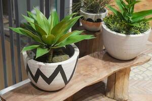 closeup green plants in black and white clay pots on a wooden chair on floor photo