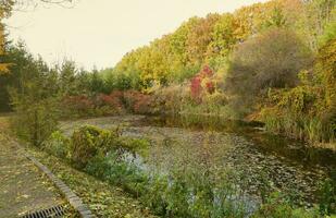 hermosa naturaleza otoño paisaje con lago. paisaje ver en otoño ciudad parque con dorado amarillo follaje en nublado día foto