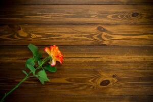 uno rojo hermosa floreciente Rosa en un de madera mesa foto