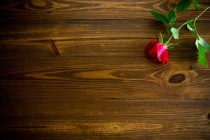 one red beautiful blooming rose on a wooden table photo