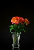 Flowers of beautiful blooming red rose on black background. photo