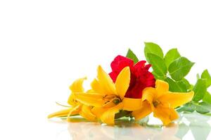 bouquet of beautiful yellow lilies, on white background. photo