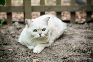 Adult cat breed Scottish chinchilla of light gray color, walks outdoors photo