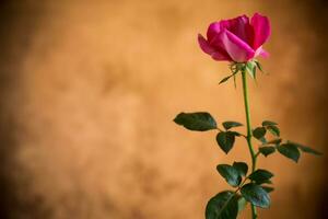 Flowers of beautiful blooming red rose on brown background photo