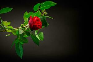 Red rose on a branch with foliage on a black background. photo