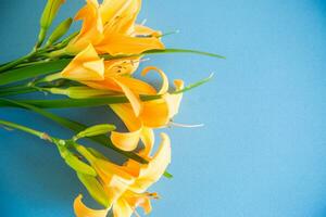 bouquet of beautiful yellow lilies on blue background photo