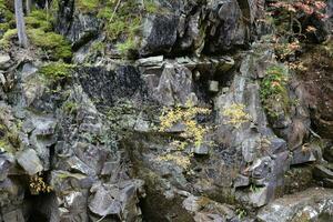 A fragment of a rocky mountain. Textured rocks of the Rocky Mountains. A rock overgrown with green vegetation photo