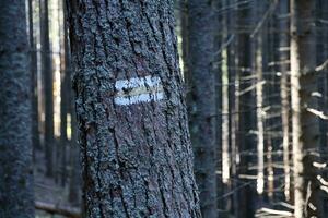 Walking trail background. Yellow and white forest path on brown tree trunk. Guide sign made with paint on hiking trail. Symbol points right way to go photo