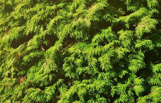 The texture of many branches of green coniferous tree in daylight photo