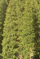 Texture of a mountain forest with many green trees. View from high photo
