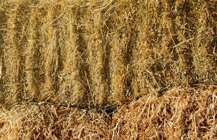 Dry hay straw yellow background texture. Dry rice straw texture for background and design, hay bale pattern in sunlight photo