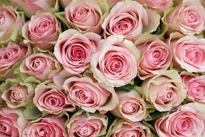 Bouquet of colorful roses as background, closeup. Pink flowers photo