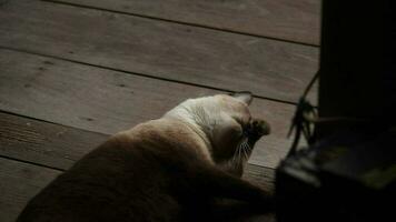 süß Siamese Katze ist entspannend auf hölzern Terrasse von Haus video