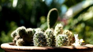wijnoogst blauw gordijn in wind met bloeiend cactus in zonneschijn versierd Aan venster in de ochtend- video
