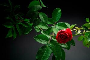 rojo Rosa en un rama con follaje en un negro antecedentes. foto