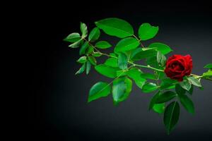 rojo Rosa en un rama con follaje en un negro antecedentes. foto