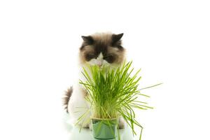 A Ragdoll cat eats grass from a plastic pot. photo