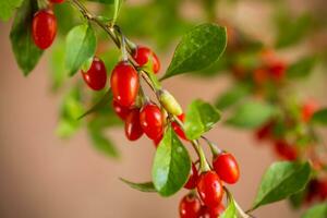 Branch with ripe red goji berry on brown background photo