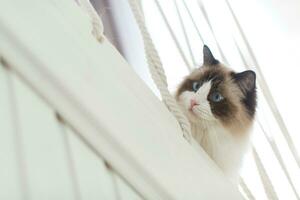 Beautiful young white purebred Ragdoll cat with blue eyes. photo