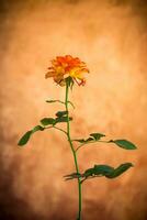 Flowers of beautiful blooming yellow rose on brown background photo