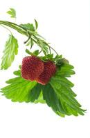 Ripe juicy red strawberry on white background photo