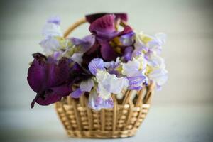 ramo de flores de hermosa floreciente iris flores en de madera antecedentes foto