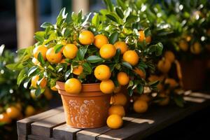 orange tree in a pot AI Generated photo