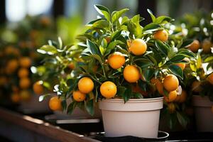 orange tree in a pot AI Generated photo