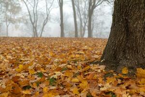 View of misty gray morning in autumn park with fallen leaves photo