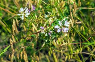 Synonym Coronilla varia, commonly known as crownvetch or purple crown vetch photo