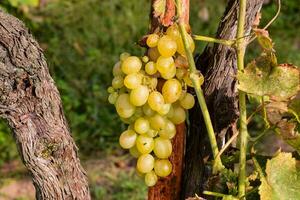 a bunch of yellow grapes hanging on a vine photo