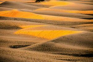 the sand dunes of the sahara desert photo