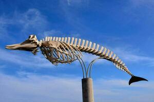 a fish skeleton on a pole in front of a blue sky photo