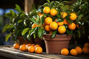 orange tree in a pot AI Generated photo