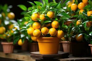 orange tree in a pot AI Generated photo