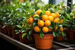 orange tree in a pot AI Generated photo