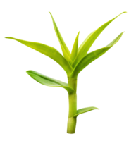 orquídea verde folha png