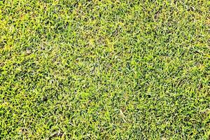 a close up of a green grass field photo